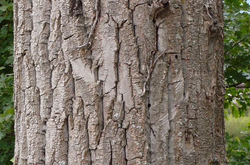 Bark Textures preview image 1
